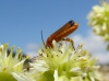 Rhagonycha (Rhagonycha) fulva (Scopoli, 1763)