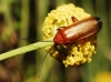 Rhagonycha (Rhagonycha) fulva (Scopoli, 1763)