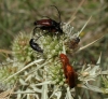 Rhagonycha (Rhagonycha) fulva (Scopoli, 1763)