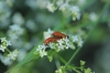 Rhagonycha (Rhagonycha) fulva (Scopoli, 1763)