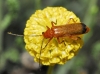 Rhagonycha (Rhagonycha) fulva (Scopoli, 1763)