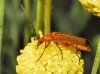 Rhagonycha (Rhagonycha) fulva (Scopoli, 1763)