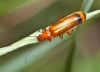 Rhagonycha (Rhagonycha) fulva (Scopoli, 1763)