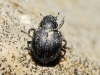 Georissus sp.
