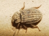 Helephorus ?