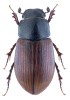 Amidorus thermicola