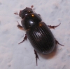 Ammoecius elevatus (Olivier, 1789)