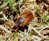 Amphimallon pini Amphimallon pini