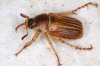 Amphimallon pygiale Mulsant 1846 Amphimallon pygiale Mulsant 1846