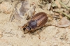 Amphimallon sp Amphimallon sp