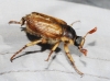Amphimallon sp Amphimallon sp
