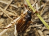 Amphimallon sp Amphimallon sp