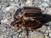Amphimallon sp. Amphimallon sp.