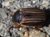Amphimallon sp. Amphimallon sp.