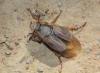 Amphimallon sp. Amphimallon sp.