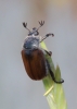 Anisoplia (Anisoplia) baetica Erichson, 1847