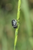 Anisoplia (Anisoplia) baetica Erichson, 1847