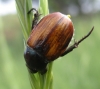 Anisoplia (Anisoplia) baetica Erichson, 1847