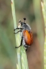 Anisoplia (Anisoplia) baetica Erichson, 1847