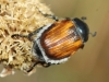 Anisoplia (Anisoplia) baetica Erichson, 1847
