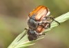 Anisoplia (Anisoplia) baetica Erichson, 1847