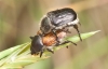 Anisoplia (Anisoplia) baetica Erichson, 1847