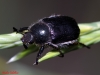 Anisoplia (Anisoplia) baetica Erichson, 1847