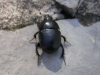 Anoplotrupes stercorosus (Scriba, 1791)