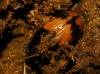 Aphodius coniugatus (Panzer, 1795)