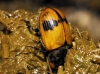 Aphodius coniugatus (Panzer, 1795)