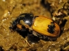 Aphodius coniugatus (Panzer, 1795)