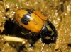 Aphodius coniugatus (Panzer, 1795)