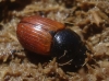 Aphodius fimetarius (Linnaeus, 1758)