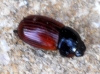 Aphodius fimetarius (Linnaeus, 1758)