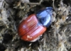 Aphodius fimetarius (Linnaeus, 1758)