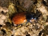 Aphodius fimetarius (Linnaeus, 1758)