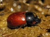 Aphodius fimetarius (Linnaeus, 1758)