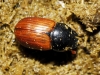 Aphodius fimetarius (Linnaeus, 1758)