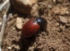 Aphodius fimetarius (Linnaeus, 1758)