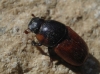 Coprimorphus scrutator (Herbst, 1789)