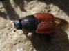 Coprimorphus scrutator (Herbst, 1789)