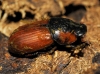 Coprimorphus scrutator (Herbst, 1789)