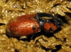 Coprimorphus scrutator (Herbst, 1789)