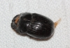 Copris lunaris (Linnaeus, 1758)