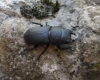 Dorcus parallelipipedus (Linnaeus, 1758)