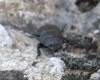 Dorcus parallelipipedus (Linnaeus, 1758)