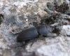 Dorcus parallelipipedus (Linnaeus, 1758)