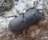 Dorcus parallelipipedus