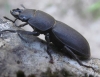 Dorcus parallelipipedus