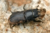 Dorcus parallelipipedus (Linnaeus, 1758)